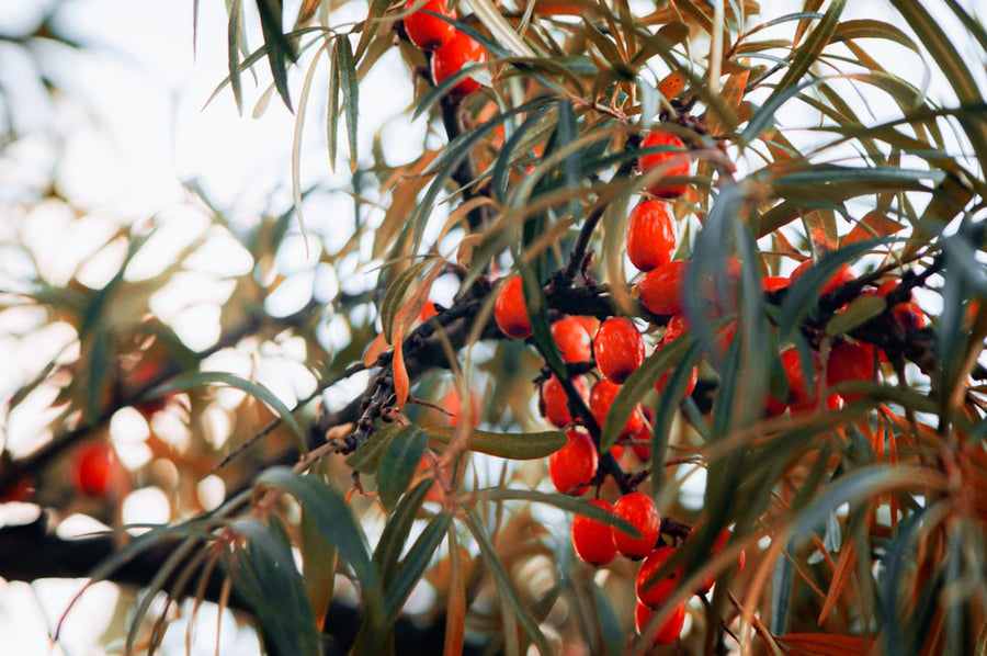 The Golden Berry of Wellness